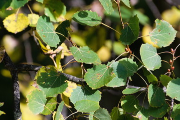 Colorful autumn foliage with seasonal yellow leaves. Sunny evening.