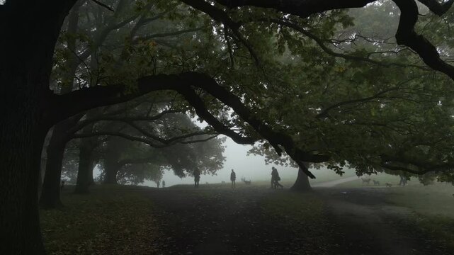 Dog walkers on a foggy morning on Hampstead Heath, London.  Camera tracks through oak trees. (2 of 3)