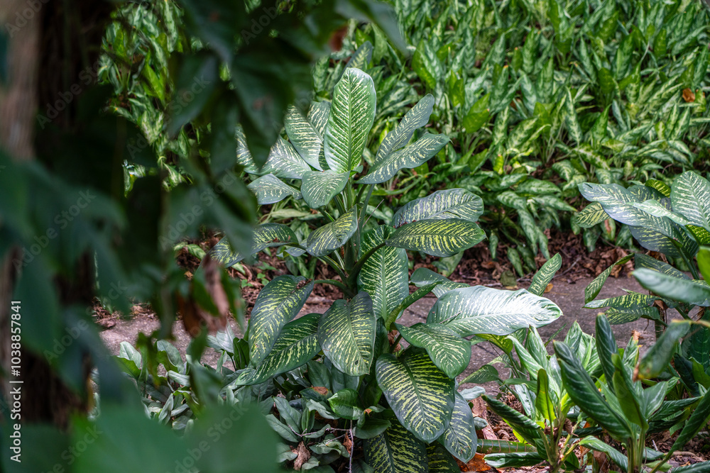 Wall mural healthy dieffenbachia seguine plant (dumbcane, leopard lily, tuftroot) is a species of dieffenbachia