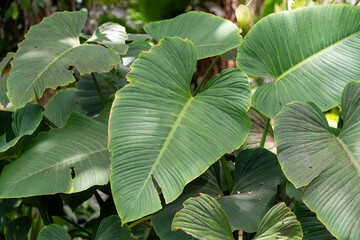 Philodendron, large leaf frond plant of the Araceae family.