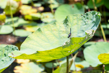 Dragonfly  perched on the edge of a Lotus leaf (Water Lily leaves)