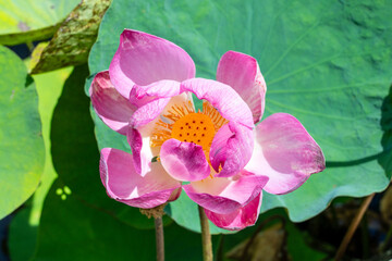 Pink Lotus Flower (Nelumbo Nucifera, Water Lily) with yellow seed pod in centre.