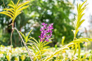 Mokara Orchid Purple (Arachnis, Ascocentrum, Vanda) of the Vanda genus in the Orchidaceae family.