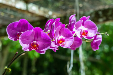 Pink Moth Orchid (Phalaenopsis) of Orchidaceae family