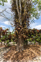Couroupita Guianensis (Cannonball Tree) with ripe fruit on warm summer day.