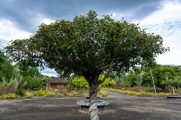 Symmetrical tree with twisting branches on tree trunk.