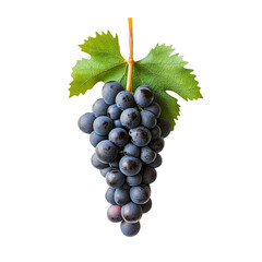 Fototapeta premium Blue grapes bunch isolated on white background. Generative AI