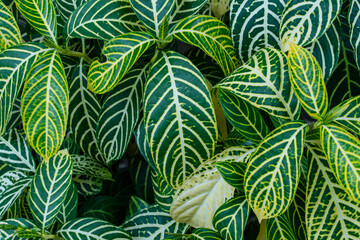 Sanchezia Nobilis (Zebra Plant) green leaves with white stripes.
