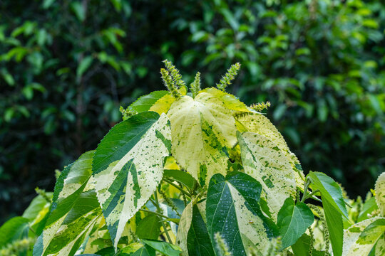 Green Acalypha Wilkesiana (Copperleaf, Flamengueira, Jacob's Coat) Variegated leaves and flower.
