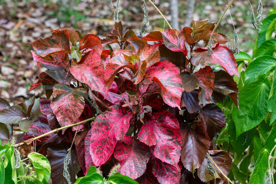 Acalypha Wilkesiana (Copperleaf, Jacob's Coat, Flamengueira) is an evergreen shrub of the Euphorbiaceae Family, native to Vanuatu and the Pacific Islands.