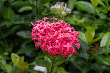 Red Ixora chinensis (Chinese Ixora, Ishwara, West Indian Jasmine, Jejarum, Viruchi, Jungle Flame, Jungle Geranium) in Sabah Agriculture Park, Tenom, Malaysia (Borneo)
