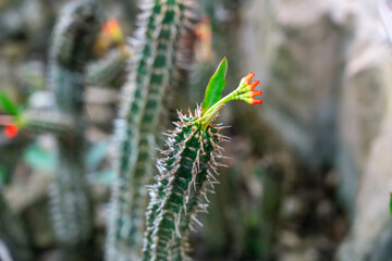 Euphorbia Viguieri Ankarafantsiensis (Viguier’s spurge, Crown of Thorns) Cactus with single flower