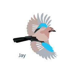 Jay is flying. European forest Bird flat design stock vector illustration for web, for print, for fabric print