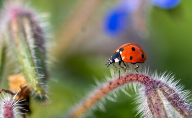 ladybird on a flower