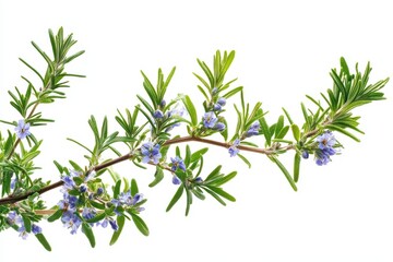 Isolated flowering sprig of aromatic evergreen herb on white background