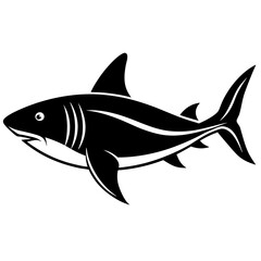 shark illustration