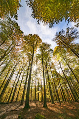 Behold the Majestic Autumn Forest Canopy, Where Radiant Sunlight Streams Through the Leaves