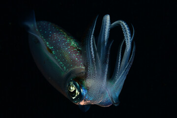 Caribbean reef squid at night