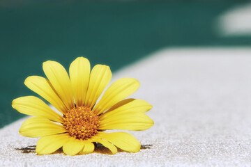 A beautiful yellow daisy flower depicted in close-up
