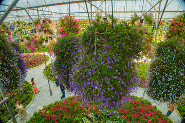 Beautiful view of colorful flowers in Flora park, Cameron highlands, Malaysia.