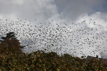 A group of starlings in the sky in October in Switzerland