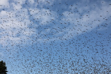 A group of starlings in the sky in October in Switzerland