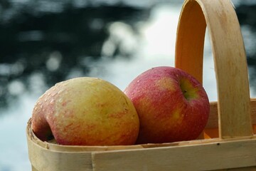 Close-up of fresh red apples illuminated by natural early morning light
