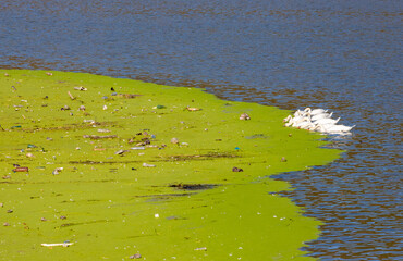 A group of swans on a dirty and polluted water