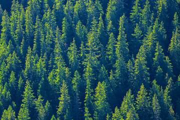 Obraz premium Green fir forest seen from above