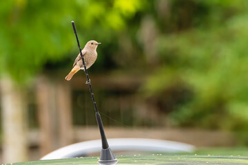 Vögelchen Antenne © Elyas Dareshouri