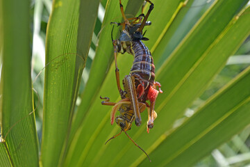 Lubber grasshopper emerging from its old skin, hanging upside down under a palm frond in a back yard in Central Florida. 