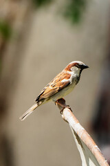 Spatz Sperling