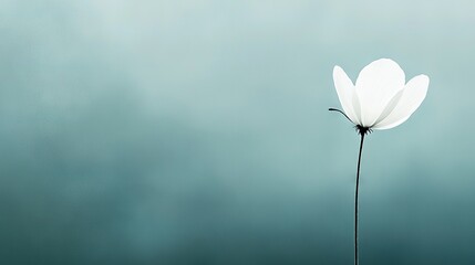 Obraz premium A solitary white blossom perched atop a towering white stem amidst a sea of blue and green