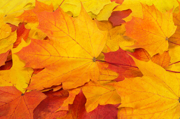 Autumn maple leaf