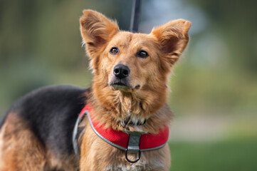 Clode up portrait of a cute mongrel dog in the park