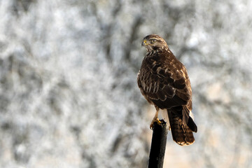 Mäusebussard