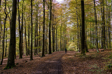 Walking the autumn forest path, youre surrounded by stunning colorful trees and vibrant foliage