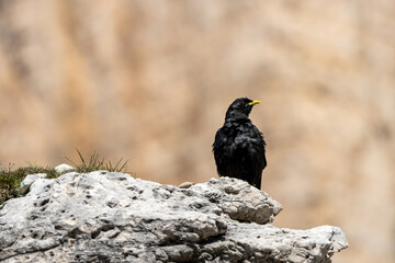 Bergkrähe Krähe