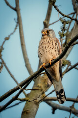 Turmfalke
