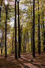 Walking the autumn forest path, youre surrounded by stunning colorful trees and vibrant foliage