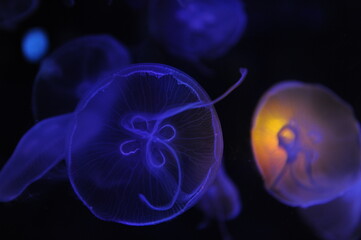 jellyfish