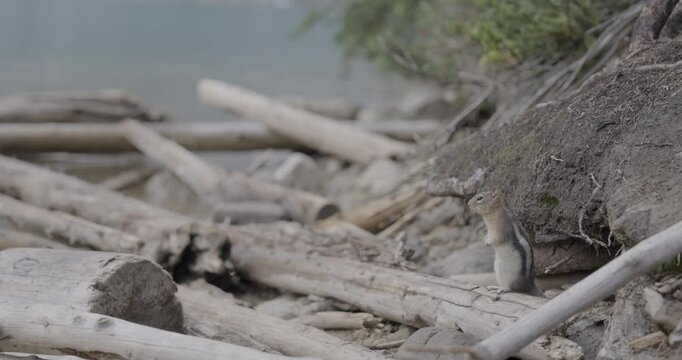 A wild squirrel by the lake in the mountains at the Banff National Park