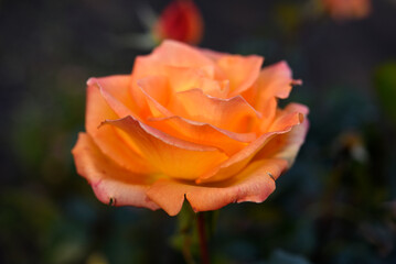 Orange roses speckled on a bush. Beautiful orange flower. Garden roses.