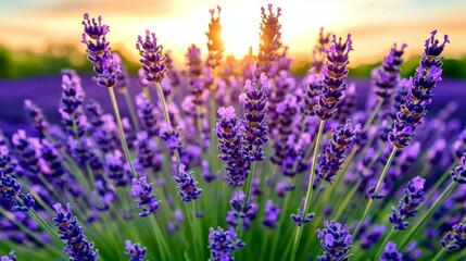 Naklejka premium Purple lavender flowers blooming in a field at sunset.