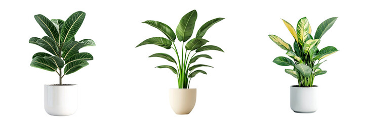 Set of A minimalist arrangement of freshly cut greenery elegantly displayed in a sleek white vase on transparent background. Ai generated
