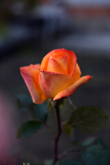 Orange roses speckled on a bush. Beautiful orange flower. Garden roses.