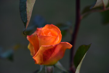 Fototapeta premium Orange roses speckled on a bush. Beautiful orange flower. Garden roses.