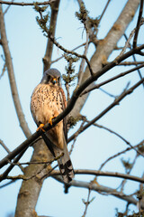 Turmfalke