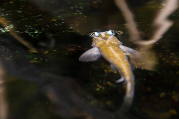 Largescale four-eye or four-eyed fish in an aquarium