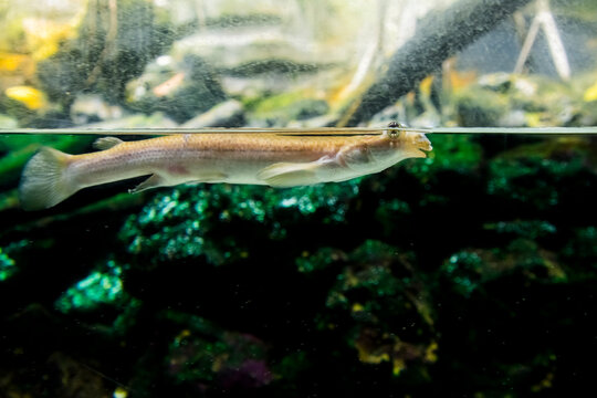 Largescale four-eye or four-eyed fish in an aquarium